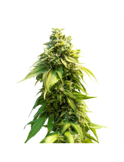 34 Street Seed Co Pineapple Express (Feminized) Sativa